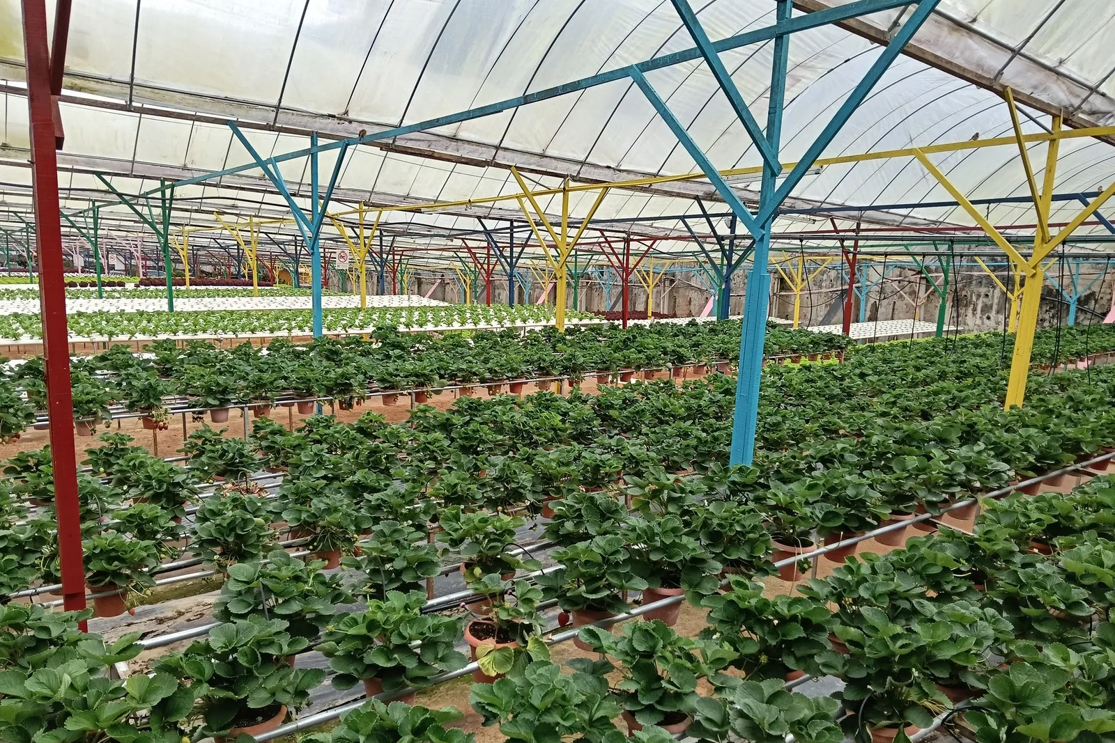 AI Ponics Autonomous Hydroponics Farm